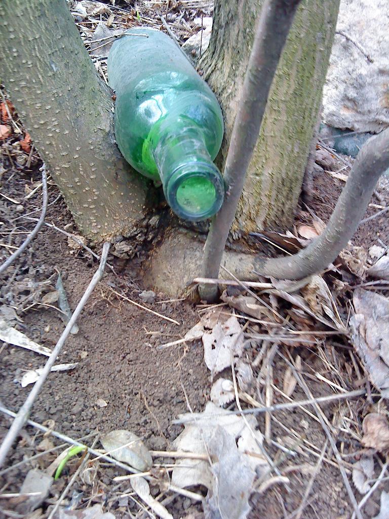 1 дерево обнимало бутылку.JPG
