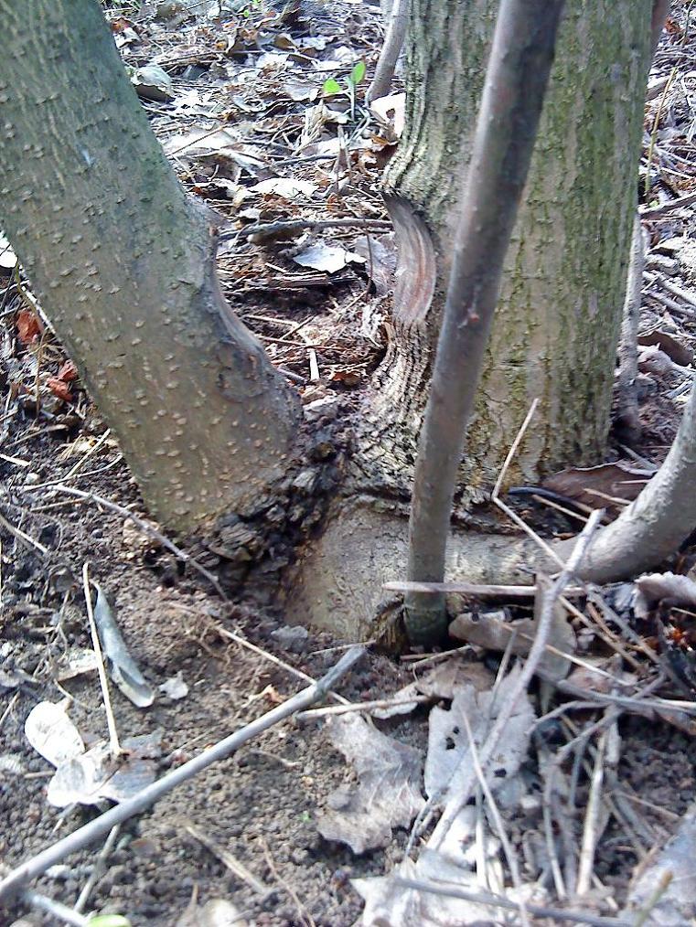 2 разлука влюбленных или спасенное деревце.JPG