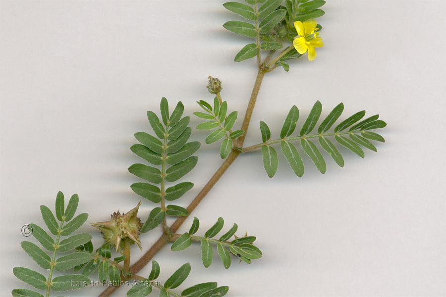 Tribulus-terrestris.jpg