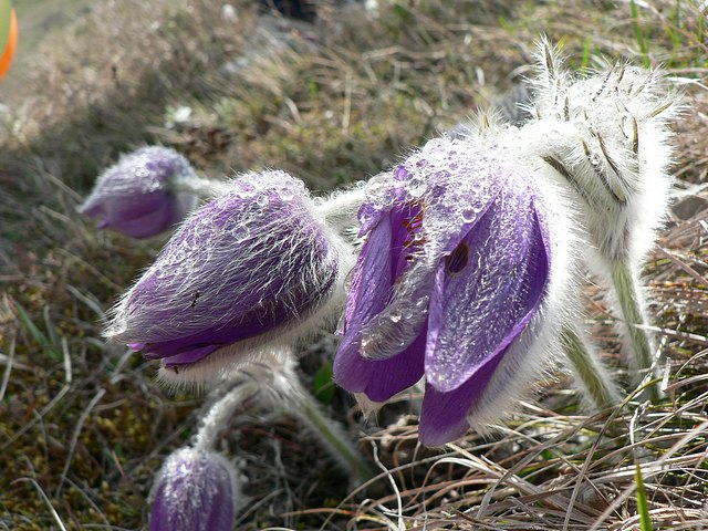 караби 066.jpg