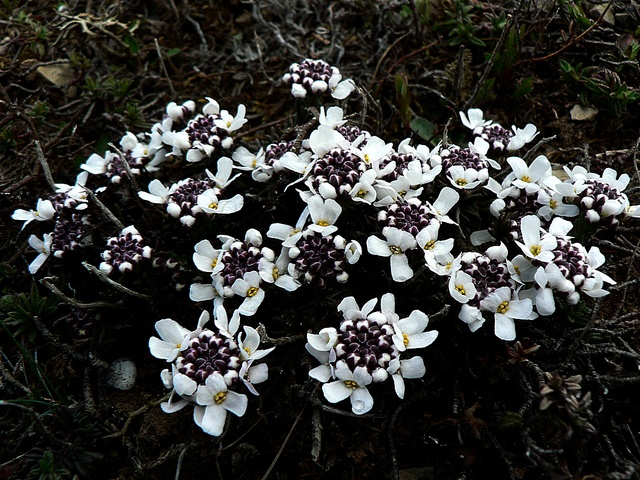 караби 101.jpg