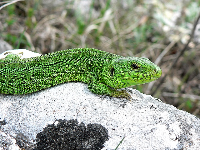 караби 115.jpg