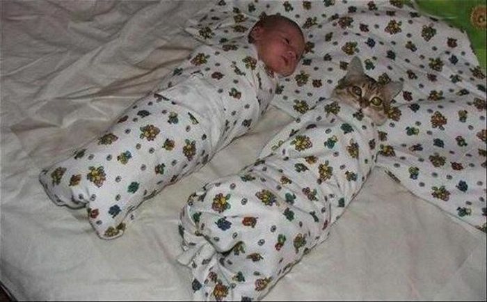 котэ упакован.jpg