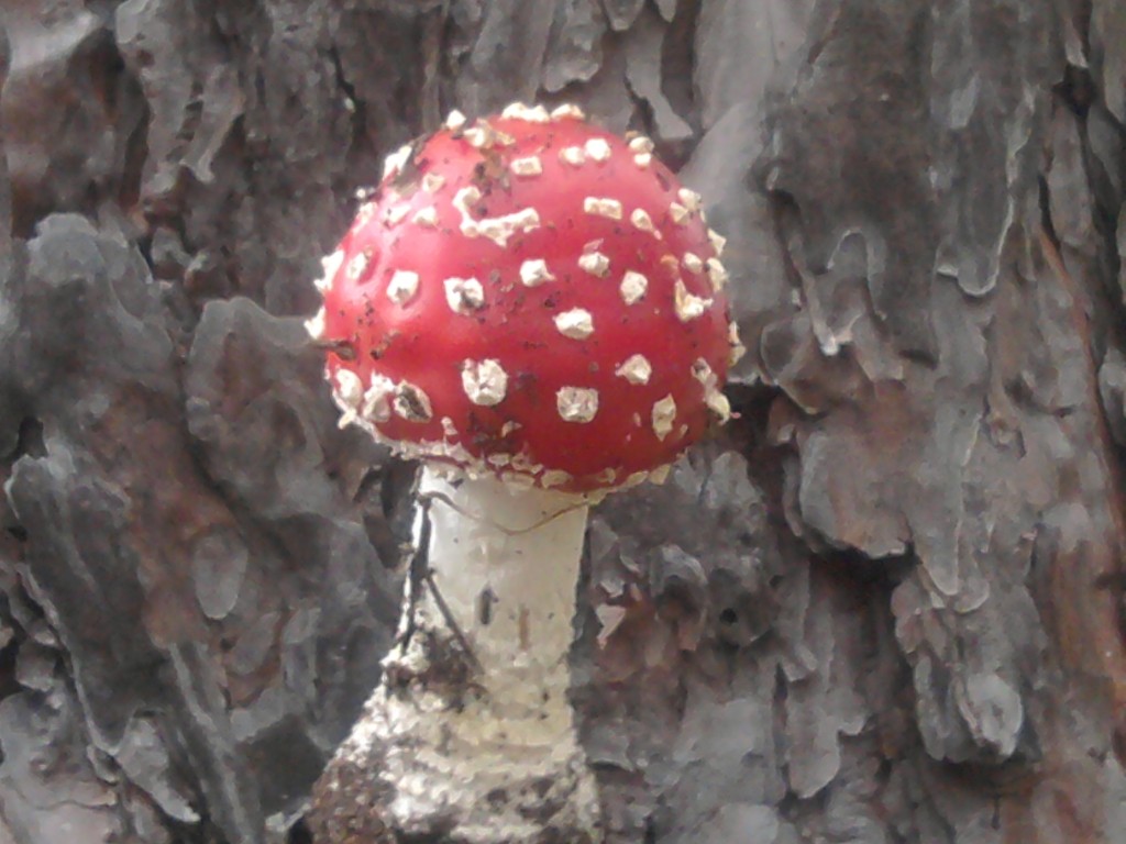 2012-10-14 12.55.13.jpg